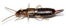 Earwig on white background.jpg