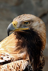 Şah kartal (Aquila heliaca) (Üreten:AngMoKio)