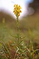 Linaria vulgaris