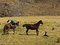 English: Getting excited, the horse carrying our gear ran into the fray. I just missed it but the mother horse reared back and kicked him a few times as hard as possible. It broke one of the boxes on his back. Deutsch: Aufgeregt rannte unser Packpferd hin. Ich