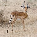 Image 7 Impala Photo: Ikiwaner The impala (Aepyceros melampus) is a medium-sized African antelope. The name comes from the Zulu language. They are normally reddish-brown, with lighter flanks, white underbellies, and a characteristic "M" marking on the rear. Males have lyre-shaped horns, which can reach up to 90 cm (35 in) in length. They are strong jumpers, able to reach distances more than 10 m (33 ft) in a single bound. They are also fast runners, capable of reaching speeds up to 90 km/h (56 mph). More selected pictures