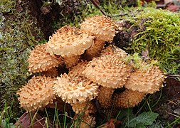 Sparrige-Schüppling (Pholiota squarrosa)