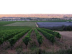 Vignes à Volx.