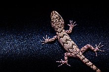 Балкански гекон. Gecko. Cyrtopodion kotschyi.jpg