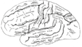 Gray's Fig. 726 – Lateral surface of left cerebral hemisphere, viewed from the left side