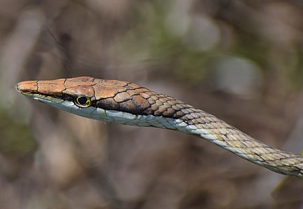 Mexican vine snake