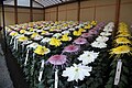 Exposición de Chrysanthemum en el Shinjuku Gyoen