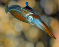 Caribbean reef squid (Sepioteuthis sepioidea) 2015 POTY Finalist