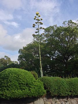 Agave americana en flor.