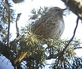 Dusky thrush