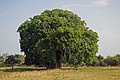 Adansonia digitata tại Bagamoyo Tanzania