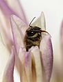 * Nomination Dead bee hidden inside flower -- Alvesgaspar 18:17, 20 February 2013 (UTC) * Decline I like it, but too much out of focus to be QI for me. The petal to the right of the bee especially confuses me - the top, which appears to be at same distance as bee, is out of focus. --Mattbuck 15:45, 28 February 2013 (UTC)