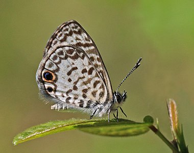 Leptotes cassius subsp. theonus (Cassius Blue)