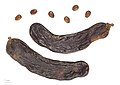 * Nomination seeds of Carob tree - graines de Caroubier --Ercé 21:13, 23 February 2013 (UTC) * Promotion Oversharpened? Mattbuck 22:09, 2 March 2013 (UTC)  Support QI & Useful --Archaeodontosaurus 09:31, 6 March 2013 (UTC)