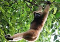 Hoolock gibbon in Bangladesh