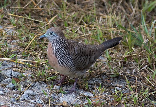 Juvenile Zebra Dove in the morning