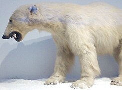 Polar bear at World Museum, Liverpool