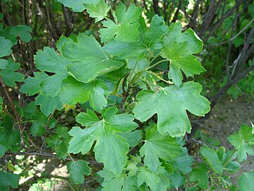 Leaves