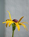 * Nomination Rudbeckia, with white background. --moralist 15:48, 17 August 2007 (UTC) * Decline it has a very closed focus so that must of the picture is afected -LadyofHats 08:47, 21 August 2007 (UTC)