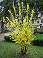 Arbusto de Forsythia