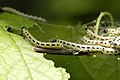 Chenilles (grégaires) d'Y. evonymella