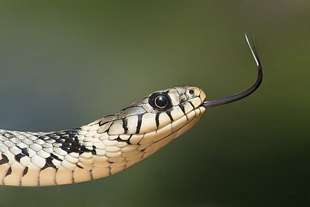 Natrix helvetica (Barred Grass Snake)