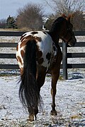 Spotted Blanket