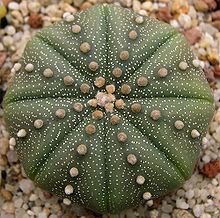 Sjöstjärnekaktus (Astrophytum asterias)