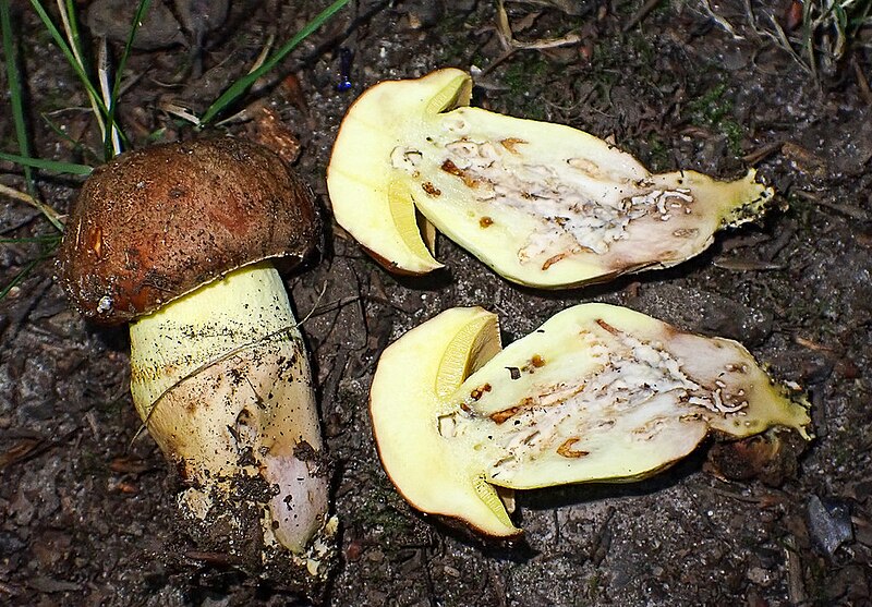 File:Butyriboletus appendiculatus 12.jpg