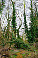 * Nomination: Paradise Fen nature reserve, Cambridge, in February --Heuschrecke 10:03, 5 March 2013 (UTC) * * Review needed