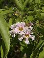 Inflorescence de C. longissima.