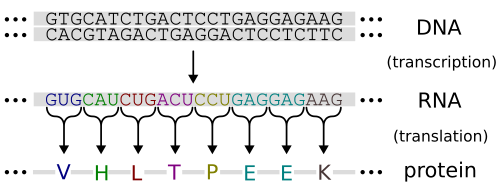 Flow of genetic information.Ekspresija gena se odvija putem transkripcije jednog polulanca DNK u iRNK i njene translacije u protein.