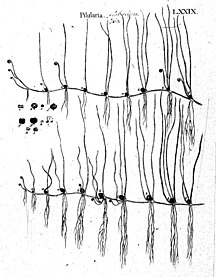 79 Pilularia