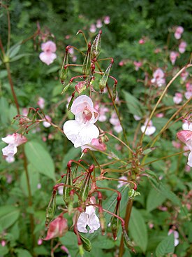 Недотрога железистая (Impatiens glandilufera)