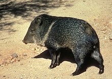 A dark brown hoofed animal with a long snout stands on a plot of dry ground near the shadow of a tree.