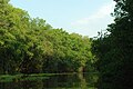 Manglares de Guajira, Venezuela.