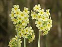 Oxlip