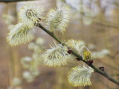 Salix caprea.