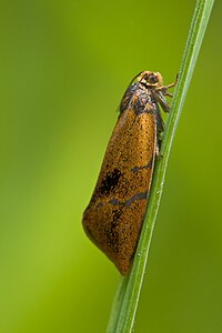 Ptycholoma lecheana (Leche's Twist Moth)