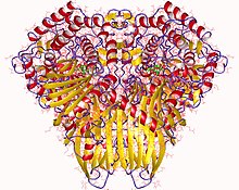 Modello tridimensionale dell'enzima