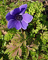 * Nomination Anemone (Anemone coronaria), flower and leaves, in a garden,France. --JLPC 18:10, 25 February 2013 (UTC) * Promotion Good quality. --Moonik 10:26, 26 February 2013 (UTC)