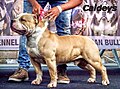 American Bully