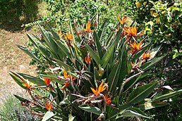 Стрелітція королівська (Strelitzia reginae)типовий