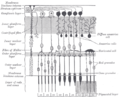 Anatomia microscopica della retina.