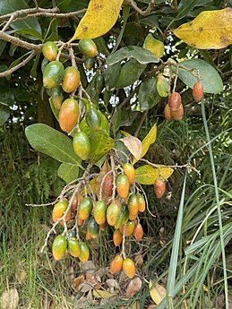 Clusters of karaka fruit showing different ripening stages, from green to orange-yellow, hanging from branches with yellowing leaves