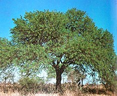 Algarrobo negro ou Prosopis nigra