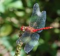 Blootroot Heidegoldpeerd (Heken Sympetrum sanguineum)