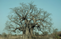 Cây bao báp ở Senegal