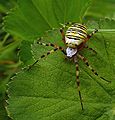 არგიოპა (Argiope bruennichi)