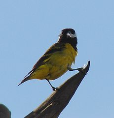 Mascle de Carduelis magellanica fotografiat al Brasil